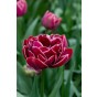 Tulip Double Late Dream Touch 6 Bulbs Ready for Planting Now in UK Autumn Outdoor Gardens