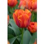 Tulip Double Late Queensday 6 Bulbs Ready for Planting Now in UK Autumn Outdoor Gardens