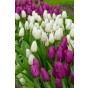 Ratatouille, Rainbow Tones: Daffodil Mixed, Tulip Purple Prince, Tulip Van Eijk, Tulip Apeldoorn's Elite, 28 Bulbs Ready for Planting Now in UK Autumn Outdoor Gardens