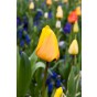 Tulip Double Early Double Beauty Of Apeldoorn 6 Bulbs Ready for Planting Now in UK Autumn Outdoor Gardens by Jamieson Brothers