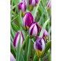 Tulip Botanical/Rockgarden Persian Pearl 15 Bulbs Ready for Planting Now in UK Autumn Outdoor Gardens by Jamieson Brothers