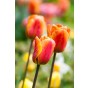 Ratatouille, Yellow & Orange Tones: Tulip Orange Breeze, Tulip Blushing Apeldoorn, Tulip Apeldoorn's Elite, Daffodil Martinette, 24 Bulbs Ready for Planting Now in UK Autumn Outdoor Gardens