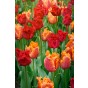 Tulip Parrot Amazing Parrot 6 Bulbs Ready for Planting Now in UK Autumn Outdoor Gardens