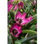 Tulip Botanic Norah 8 Bulbs Ready for Planting Now in UK Autumn Outdoor Gardens