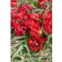 Tulip Botanic Samantha 10 Bulbs Ready for Planting Now in UK Autumn Outdoor Gardens