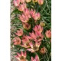 Tulip Botanic Danique 10 Bulbs Ready for Planting Now in UK Autumn Outdoor Gardens