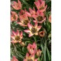 Tulip Botanic Danique 10 Bulbs Ready for Planting Now in UK Autumn Outdoor Gardens