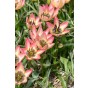 Tulip Botanic Danique 10 Bulbs Ready for Planting Now in UK Autumn Outdoor Gardens