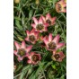 Tulip Botanic Danique 10 Bulbs Ready for Planting Now in UK Autumn Outdoor Gardens