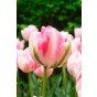 Tulip Double Late Finola 6 Bulbs Ready for Planting Now in UK Autumn Outdoor Gardens