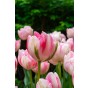 Tulip Double Late Finola 6 Bulbs Ready for Planting Now in UK Autumn Outdoor Gardens