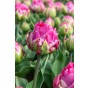 Tulip Double Early Wicked In Pink 5 Bulbs Ready for Planting Now in UK Autumn Outdoor Gardens by Jamieson Brothers