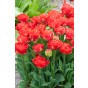 Best Friends Box #Love And Lace: Tulip Pamplona & Allium Cowanii, 25 Bulbs Ready for Planting Now in UK Autumn Outdoor Gardens