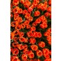 Ratatouille, Yellow & Orange Tones: Tulip Orange Breeze, Tulip Blushing Apeldoorn, Tulip Apeldoorn's Elite, Daffodil Martinette, 24 Bulbs Ready for Planting Now in UK Autumn Outdoor Gardens