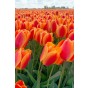 Ratatouille, Rainbow Tones: Daffodil Mixed, Tulip Purple Prince, Tulip Van Eijk, Tulip Apeldoorn's Elite, 28 Bulbs Ready for Planting Now in UK Autumn Outdoor Gardens