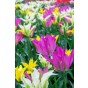 Tulip Viridiflora Mix 6 Bulbs Ready for Planting Now in UK Autumn Outdoor Gardens