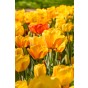 Ratatouille, Yellow & Orange Tones: Tulip Orange Breeze, Tulip Blushing Apeldoorn, Tulip Apeldoorn's Elite, Daffodil Martinette, 24 Bulbs Ready for Planting Now in UK Autumn Outdoor Gardens