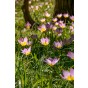 Tulip Botanical/Rockgarden Bakari Lilac Wonder 15 Bulbs Ready for Planting Now in UK Autumn Outdoor Gardens by Jamieson Brothers