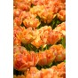 Tulip Double Early Foxy Foxtrot 6 Bulbs Ready for Planting Now in UK Autumn Outdoor Gardens by Jamieson Brothers