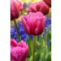 Ratatouille, Purple & Blue Tones: Tulip Margarita, Tulip Foxtrot, Muscari Armeniacum, Hyacinthus Fondant 30 Bulbs Ready for Planting Now in UK Autumn Outdoor Gardens