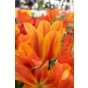Tulip Single Late El Nino (Long Stems) 6 Bulbs Ready for Planting Now in UK Autumn Outdoor Gardens