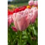 Tulip Party Popper 20 Bulbs Ready for Planting Now in UK Autumn Outdoor Gardens