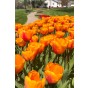 Tulip Darwin Hybride Blushing Impression 6 Bulbs Ready for Planting Now in UK Autumn Outdoor Gardens