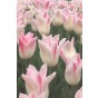 Tulip Lilyflowering Elegant Lady 6 Bulbs Ready for Planting Now in UK Autumn Outdoor Gardens by Jamieson Brothers