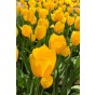 Tulip Single Late Big Smile 6 Bulbs Ready for Planting Now in UK Autumn Outdoor Gardens