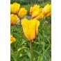 Tulip Crispa (Fringed) Flamenco 6 Bulbs Ready for Planting Now in UK Autumn Outdoor Gardens by Jamieson Brothers
