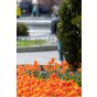 Ratatouille, Yellow & Orange Tones: Tulip Orange Breeze, Tulip Blushing Apeldoorn, Tulip Apeldoorn's Elite, Daffodil Martinette, 24 Bulbs Ready for Planting Now in UK Autumn Outdoor Gardens