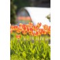 Ratatouille, Yellow & Orange Tones: Tulip Orange Breeze, Tulip Blushing Apeldoorn, Tulip Apeldoorn's Elite, Daffodil Martinette, 24 Bulbs Ready for Planting Now in UK Autumn Outdoor Gardens