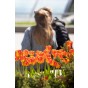 Ratatouille, Yellow & Orange Tones: Tulip Orange Breeze, Tulip Blushing Apeldoorn, Tulip Apeldoorn's Elite, Daffodil Martinette, 24 Bulbs Ready for Planting Now in UK Autumn Outdoor Gardens