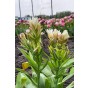 Tulip Double Late Mystery Valley 5 Bulbs Ready for Planting Now in UK Autumn Outdoor Gardens