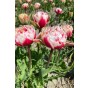 Tulip Double Late Chandelier 6 Bulbs Ready for Planting Now in UK Autumn Outdoor Gardens by Jamieson Brothers