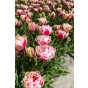 Tulip Double Late Chandelier 6 Bulbs Ready for Planting Now in UK Autumn Outdoor Gardens by Jamieson Brothers