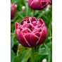 Tulip Double Late Dream Touch 6 Bulbs Ready for Planting Now in UK Autumn Outdoor Gardens