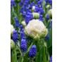 Tulip Double Fringed (Crispa) Snow Crystal 6 Bulbs Ready for Planting Now in UK Autumn Outdoor Gardens by Jamieson Brothers