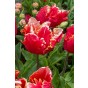 Tulip Parrot Dee Jay Parrot 6 Bulbs Ready for Planting Now in UK Autumn Outdoor Gardens