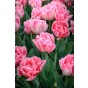 Ratatouille, Purple & Blue Tones: Tulip Margarita, Tulip Foxtrot, Muscari Armeniacum, Hyacinthus Fondant 30 Bulbs Ready for Planting Now in UK Autumn Outdoor Gardens