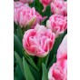 Ratatouille, Purple & Blue Tones: Tulip Margarita, Tulip Foxtrot, Muscari Armeniacum, Hyacinthus Fondant 30 Bulbs Ready for Planting Now in UK Autumn Outdoor Gardens