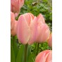 Tulip Darwin Hybride Apricot Pride 6 Bulbs Ready for Planting Now in UK Autumn Outdoor Gardens