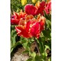 Tulip Parrot Dee Jay Parrot 6 Bulbs Ready for Planting Now in UK Autumn Outdoor Gardens