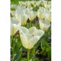Tulip Purissima 8 Bulbs Ready for Planting Now in UK Autumn Outdoor Gardens
