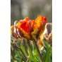 Tulip Parrot Rasta Parrot 6 Bulbs Ready for Planting Now in UK Autumn Outdoor Gardens