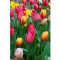Tulip Darwin Hybrid Mix 8 Bulbs Ready for Planting Now in UK Autumn Outdoor Gardens
