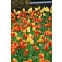 Tulip Party Popper 20 Bulbs Ready for Planting Now in UK Autumn Outdoor Gardens