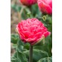 Tulip Double Late Taiwan 6 Bulbs Ready for Planting Now in UK Autumn Outdoor Gardens