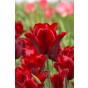 Tulip Triumph Lasting Love 6 Bulbs Ready for Planting Now in UK Autumn Outdoor Gardens