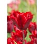 Tulip Triumph Lasting Love 6 Bulbs Ready for Planting Now in UK Autumn Outdoor Gardens